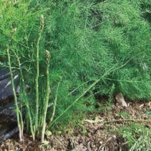 10 Millennium Asparagus Bare Roots - High-Yielding Perennial Vegetable Plant - Image 3