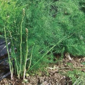 10 Millennium Asparagus Bare Roots - High-Yielding Perennial Vegetable Plant - Image 7
