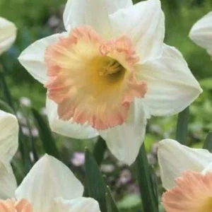 10 Mixed Double Trumpet Daffodil Bulbs - Pink, Yellow, Red, White Flowers for Garden - Image 4