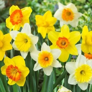 10 Mixed Double Trumpet Daffodil Bulbs - Pink, Yellow, Red, White Flowers for Garden - Image 6