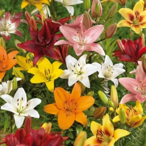 10 Mixed Lily Flower Bulbs - Oriental, Asiatic, Orienpet, Roselily, Tree Lilies - Image 4