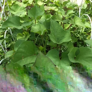 10 Molokai Purple Sweet Potato Slips - Organic Vegetable Plant Cuttings - Image 3