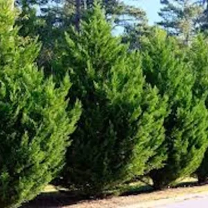 10 Murray Cypress Trees Live Evergreen Plants – Privacy Screen, 30-40 ft Tall - Image 4