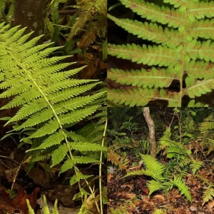 10 New York Fern Bare Roots - Thelypteris noveboracensis Perennial Outdoor Plant - Image 2