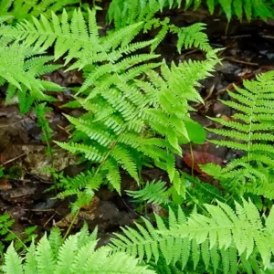 10 New York Fern Bare Roots - Thelypteris noveboracensis Perennial Outdoor Plant - Image 1