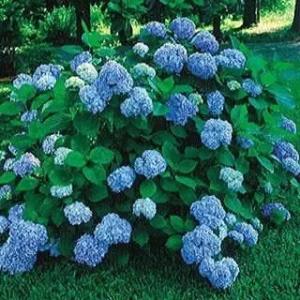 10 Nikko Blue Hydrangea Rooted Cuttings - Live Bare Root Plant, 6-10 inches, Outdoor - Image 2