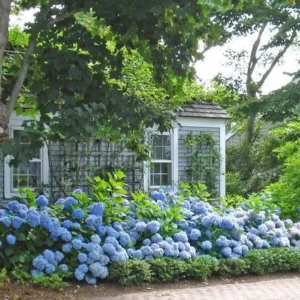 10 Nikko Blue Hydrangea Rooted Cuttings - Live Bare Root Plant, 6-10 inches, Outdoor - Image 3