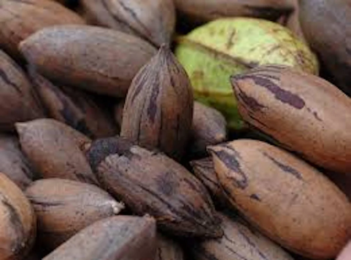 10 Northern Hardy Pecan Tree Seeds - Carya illinoinensis - Grow Your Own - Image 2