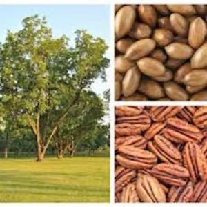 10 Northern Hardy Pecan Tree Seeds - Carya illinoinensis - Grow Your Own - Image 3