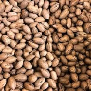 10 Northern Hardy Pecan Tree Seeds - Carya illinoinensis - Grow Your Own - Image 4