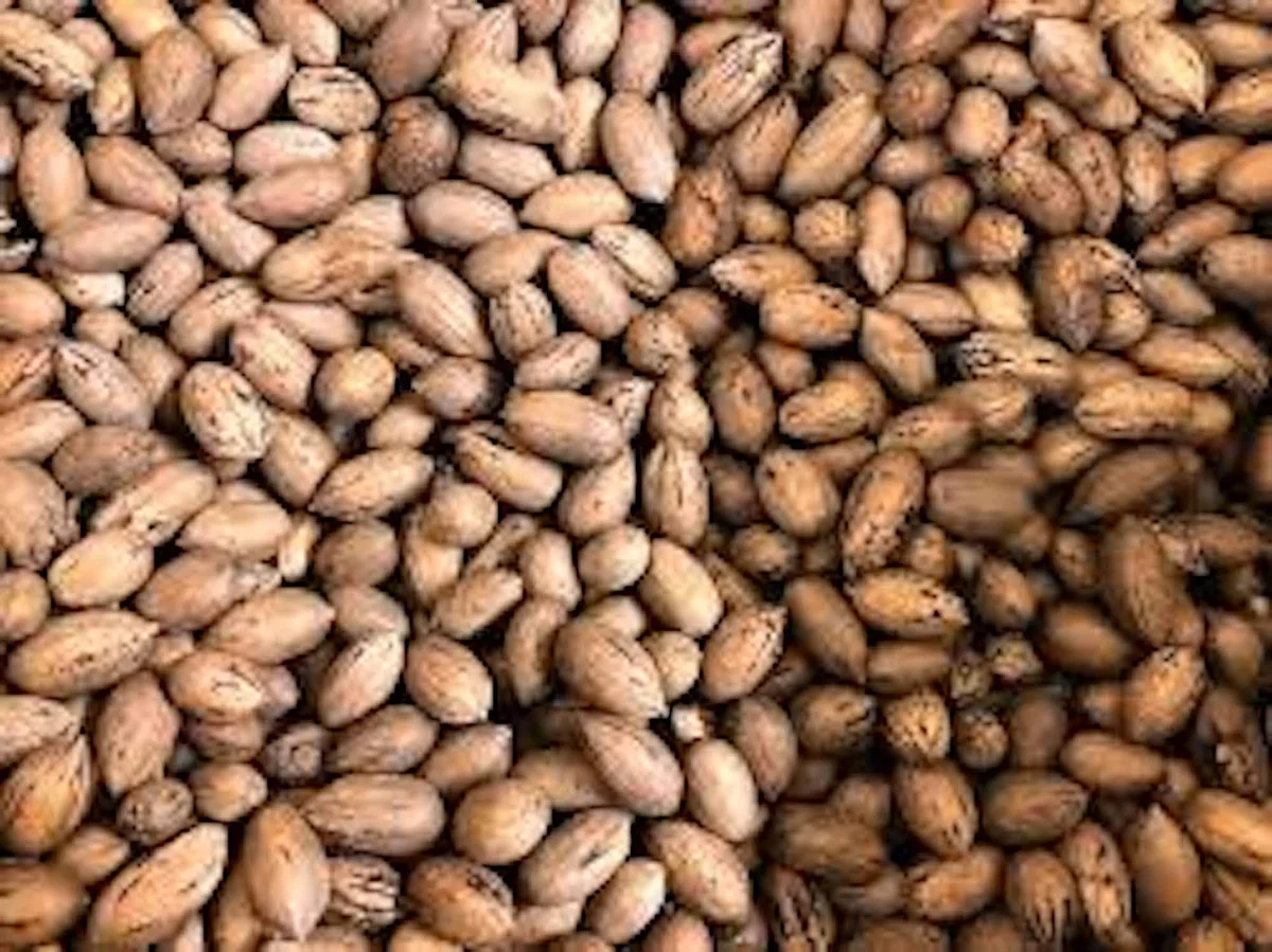 10 Northern Hardy Pecan Tree Seeds - Carya illinoinensis - Grow Your Own - Image 6