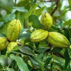 10 Northern Hardy Pecan Tree Seeds - Carya illinoinensis - Grow Your Own - Image 7