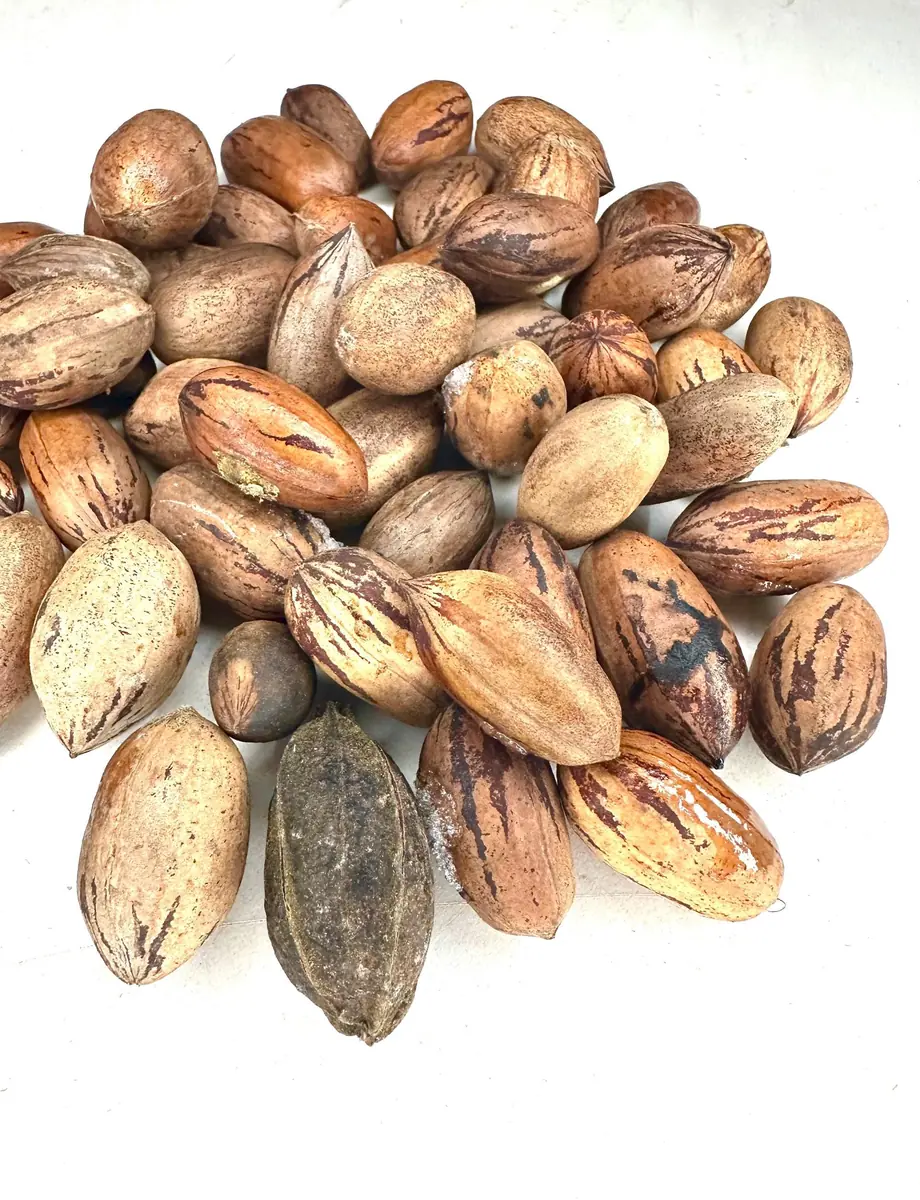 10 Northern Hardy Pecan Tree Seeds - Carya illinoinensis - Grow Your Own - Image 1