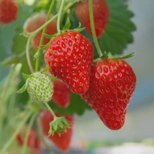 10 Ogallala Strawberry Bare Roots - Everbearing Fragaria × ananassa - Zones 3-9 - Image 5