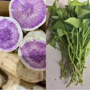 10 Okinawa Purple Sweet Potato Slips - Well Rooted Live Plant Starters - Image 6