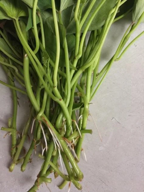 10 Okinawa Purple Sweet Potato Slips - Well Rooted Live Plant Starters - Image 8