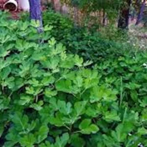 10 Olympian Fig Tree Starter Plugs – Cold Hardy Sweet Purple Fruit Live Plant – Zone 6-10 - Image 6