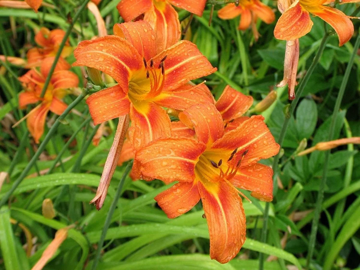 10 Orange Daylily Bare Root Perennial Plants – Easy to Grow Flowers - Image 10