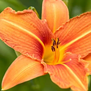 10 Orange Daylily Bare Root Perennial Plants – Easy to Grow Flowers - Image 2