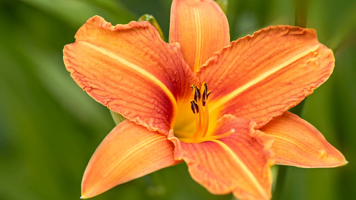 10 Orange Daylily Bare Root Perennial Plants – Easy to Grow Flowers - Image 2