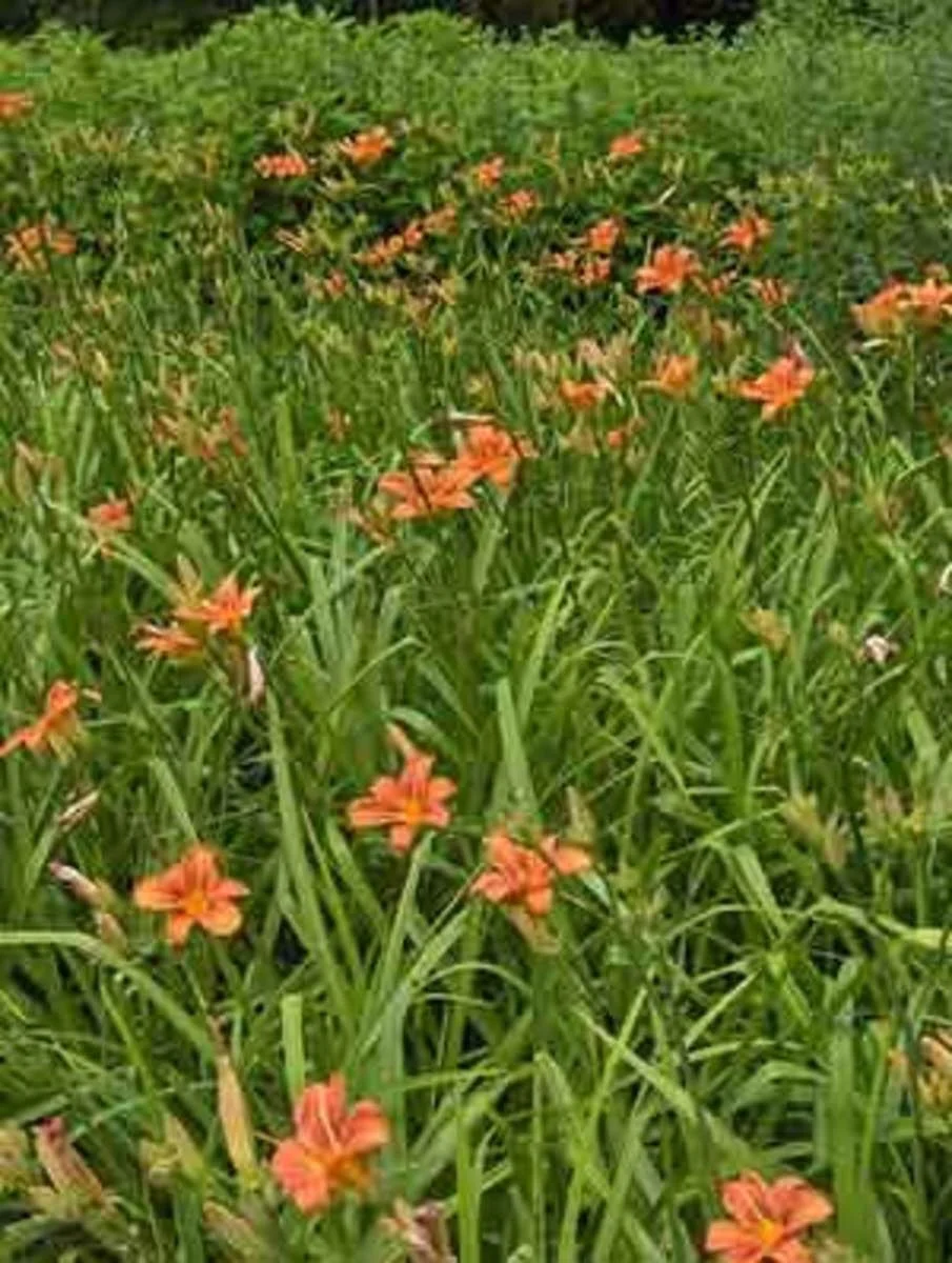 10 Orange Daylily Bare Root Perennial Plants – Easy to Grow Flowers - Image 4