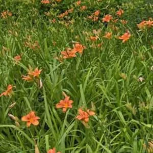 10 Orange Daylily Bare Root Perennial Plants – Easy to Grow Flowers - Image 8