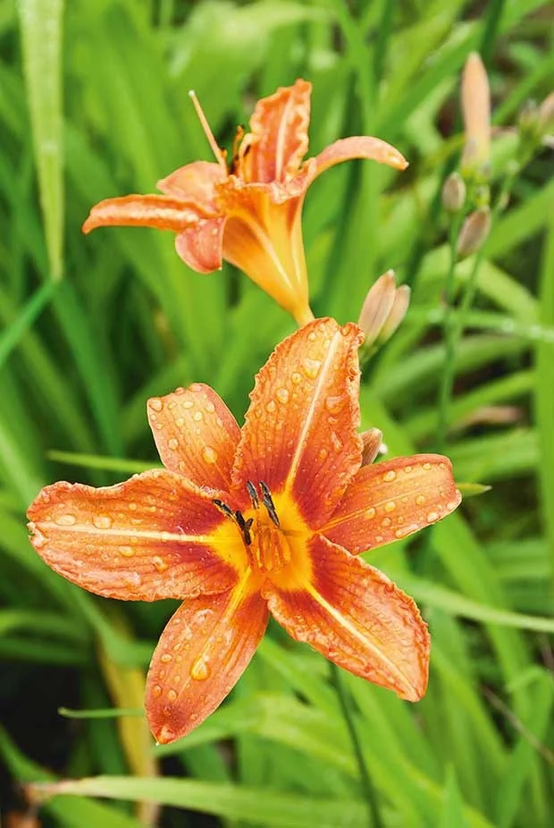 10 Orange Daylily Bare Root Perennial Plants – Easy to Grow Flowers - Image 1