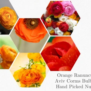 10 Orange Ranunculus Bulbs - Perennial Flower Bulbs for Garden & Cut Flowers - Image 3