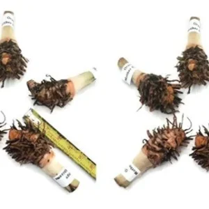 10 Orange Turmeric Mother Rhizomes- Florida Fresh! Curcuma longa from Green Ashes Farm, 100% Organic - Image 2