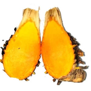 10 Orange Turmeric Mother Rhizomes- Florida Fresh! Curcuma longa from Green Ashes Farm, 100% Organic - Image 3