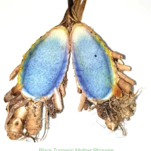 10 Orange Turmeric Mother Rhizomes- Florida Fresh! Curcuma longa from Green Ashes Farm, 100% Organic - Image 6