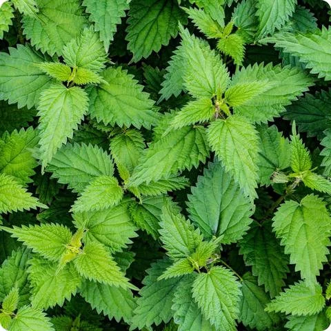 10 Organic Stinging Nettle Bare Root Plants - Urtica dioica - Image 10
