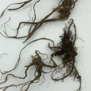 10 Organic Stinging Nettle Bare Root Plants - Urtica dioica - Image 3