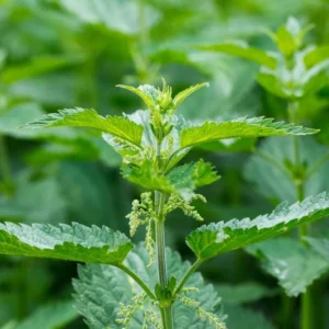 10 Organic Stinging Nettle Bare Root Plants - Urtica dioica - Image 1