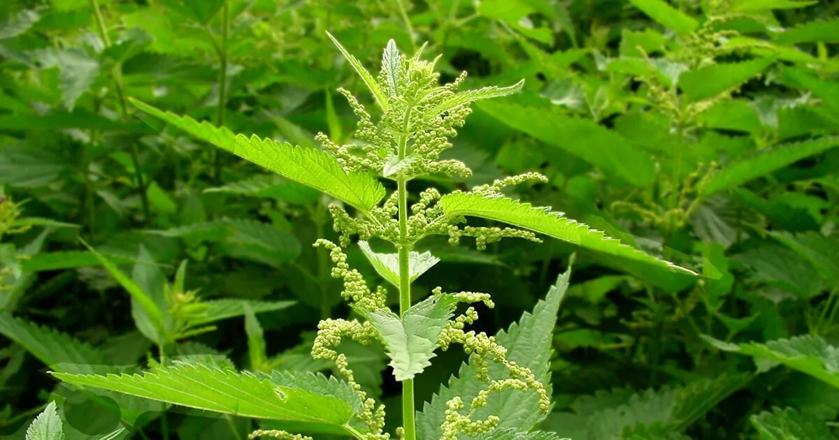 10 Organic Stinging Nettle Bare Root Plants - Urtica dioica - Image 5