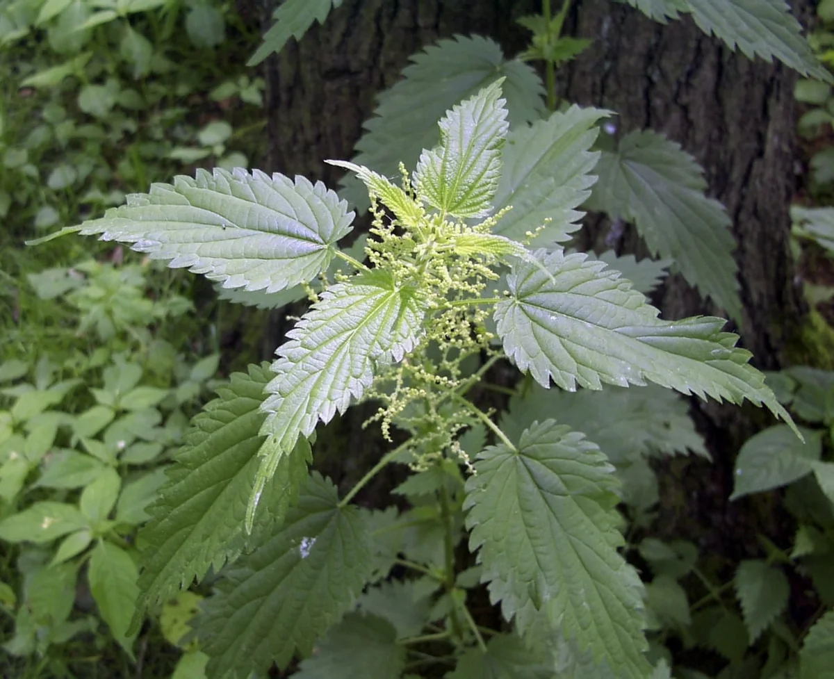 10 Organic Stinging Nettle Bare Root Plants - Urtica dioica - Image 6