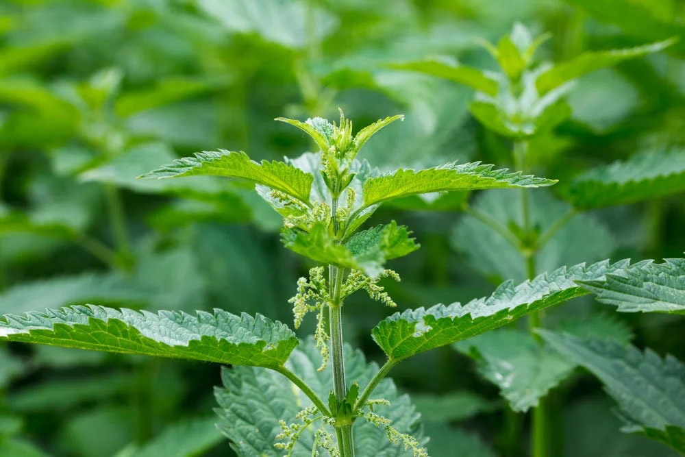 10 Organic Stinging Nettle Bare Root Plants - Urtica dioica - Image 9