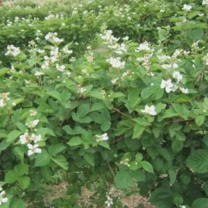 10 Ouachita Thornless Blackberry Starter Plug Plants – Rubus 'Ouachita' - Image 8