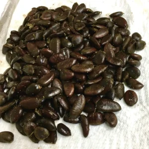 10 Pawpaw Tree Seeds - Organic Asimina triloba Native Fruit Seeds - Image 2