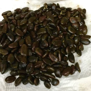 10 Pawpaw Tree Seeds - Organic Asimina triloba Native Fruit Seeds - Image 4