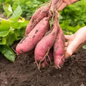 10 Pink Korean Sweet Potato Slips - Well Rooted Live Plants - Easy Grow Sweet Potato Cutting - Image 2