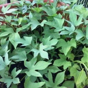 10 Pink Korean Sweet Potato Slips - Well Rooted Live Plants - Easy Grow Sweet Potato Cutting - Image 7