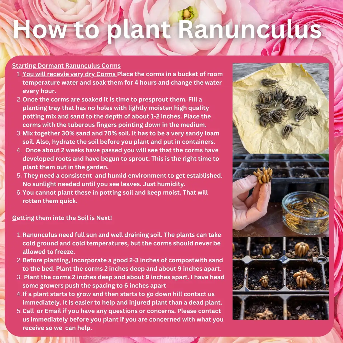 10 Pink Ranunculus Bulbs Jumbo - Flowering Perennial for Garden - Image 2