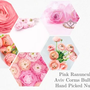 10 Pink Ranunculus Bulbs Jumbo - Flowering Perennial for Garden - Image 3