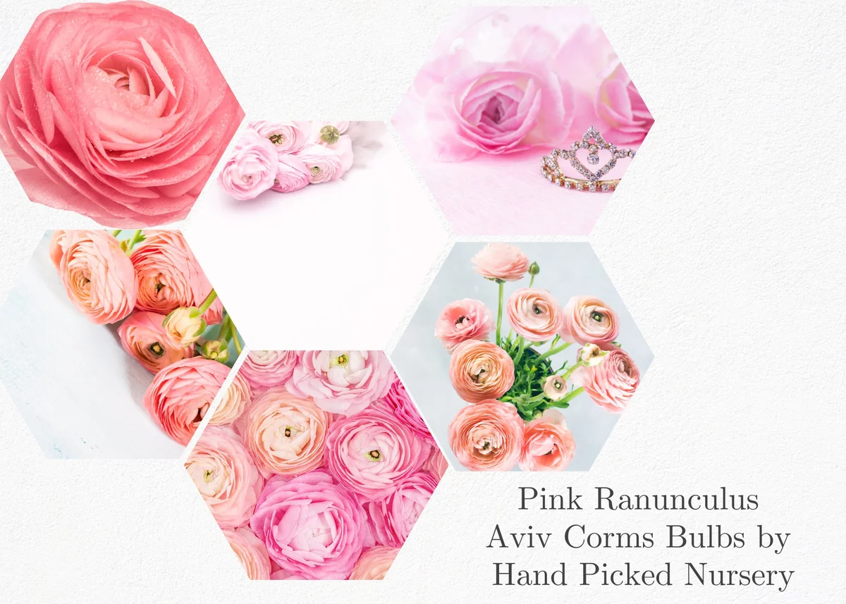 10 Pink Ranunculus Bulbs Jumbo - Flowering Perennial for Garden - Image 3