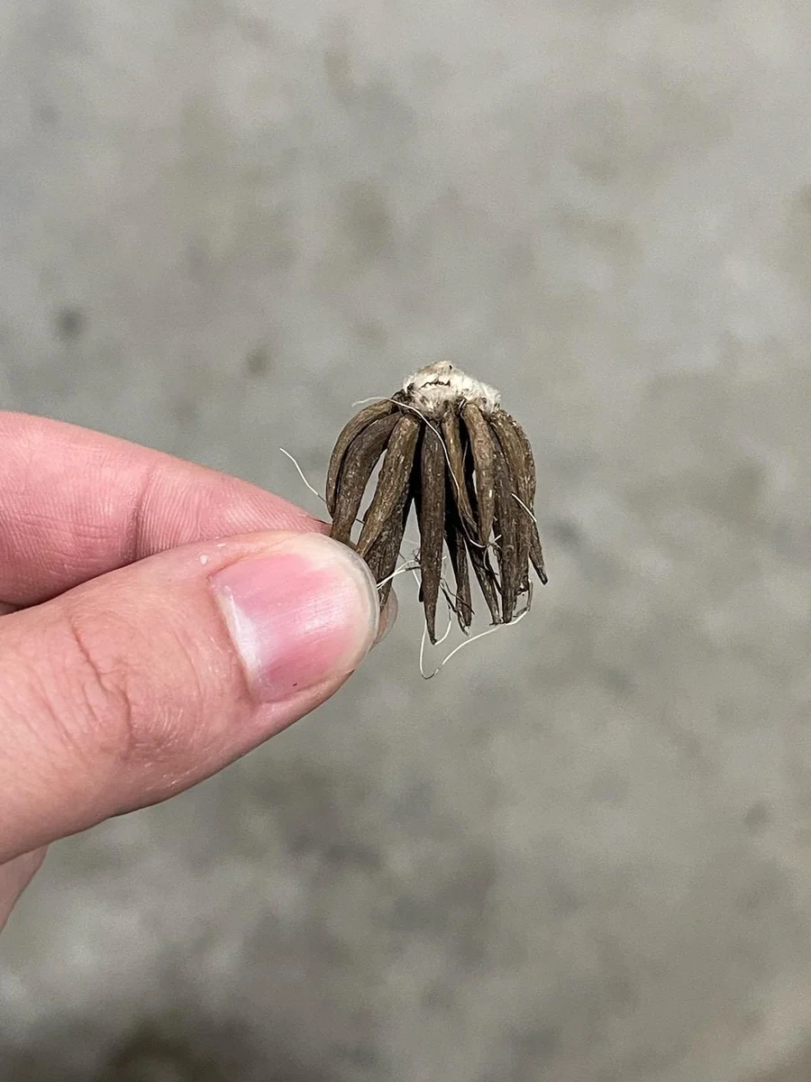 10 Pink Ranunculus Bulbs Jumbo - Flowering Perennial for Garden - Image 4