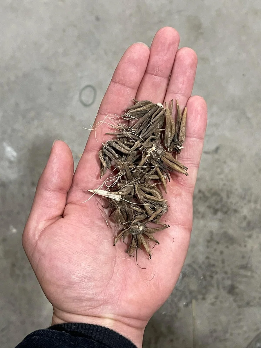 10 Pink Ranunculus Bulbs Jumbo - Flowering Perennial for Garden - Image 5