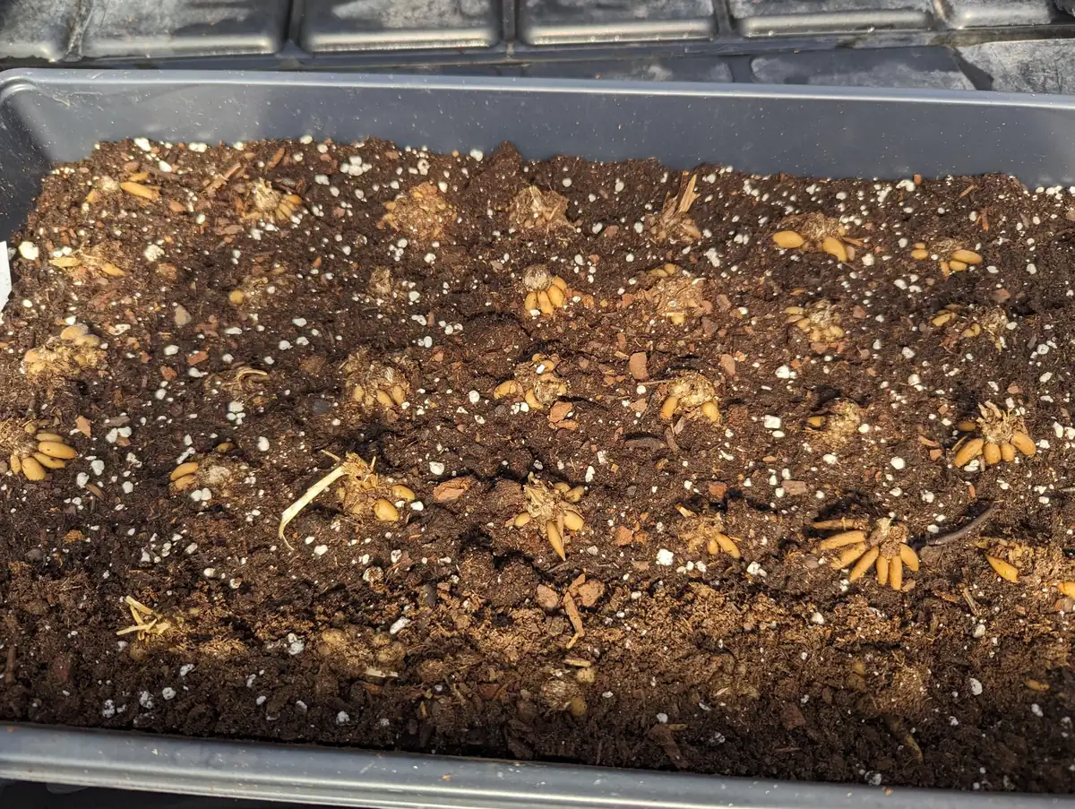 10 Pink Ranunculus Bulbs Jumbo - Flowering Perennial for Garden - Image 6