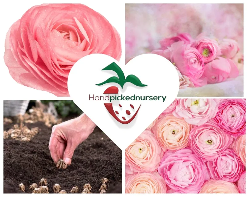 Pink Ranunculus Types Pink Ranunculus Bulbs - 10-Pack Jumbo Size for Vibrant Blooms