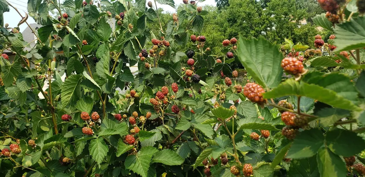 10 Ponca Thornless Blackberry Starter Plug - Live Plant - High Yield - Image 7